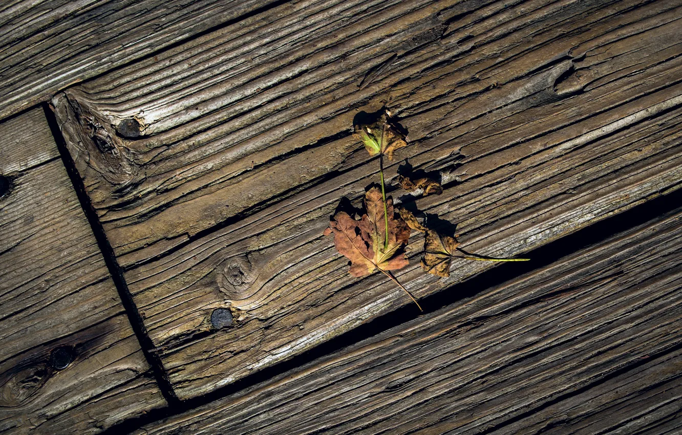 Photo wallpaper leaves, background, Board