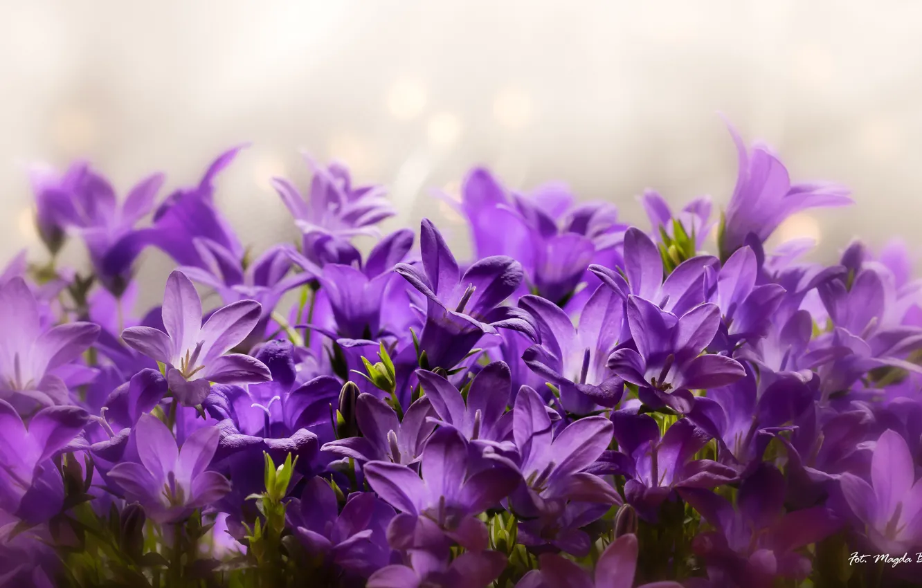 Photo wallpaper purple, petals, bells