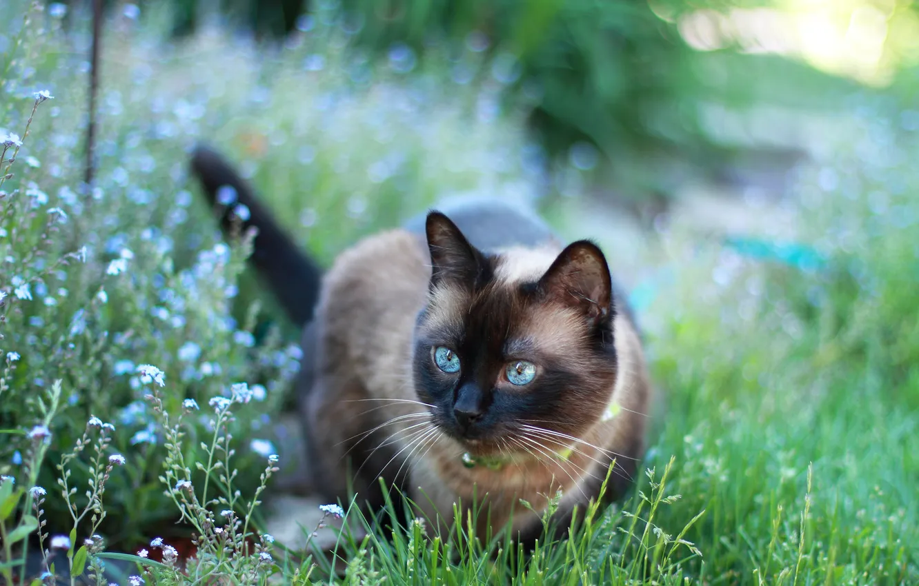 Photo wallpaper cat, summer, grass, cat, look, flowers, pose, garden