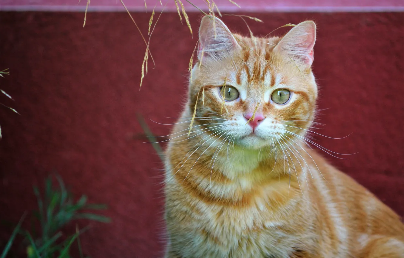 Photo wallpaper cat, cat, look, face, pose, background, wall, portrait