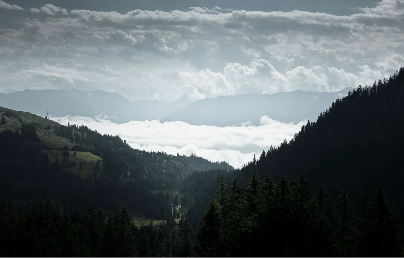 Photo wallpaper forest, clouds, fog, hills, view, spruce, coniferous