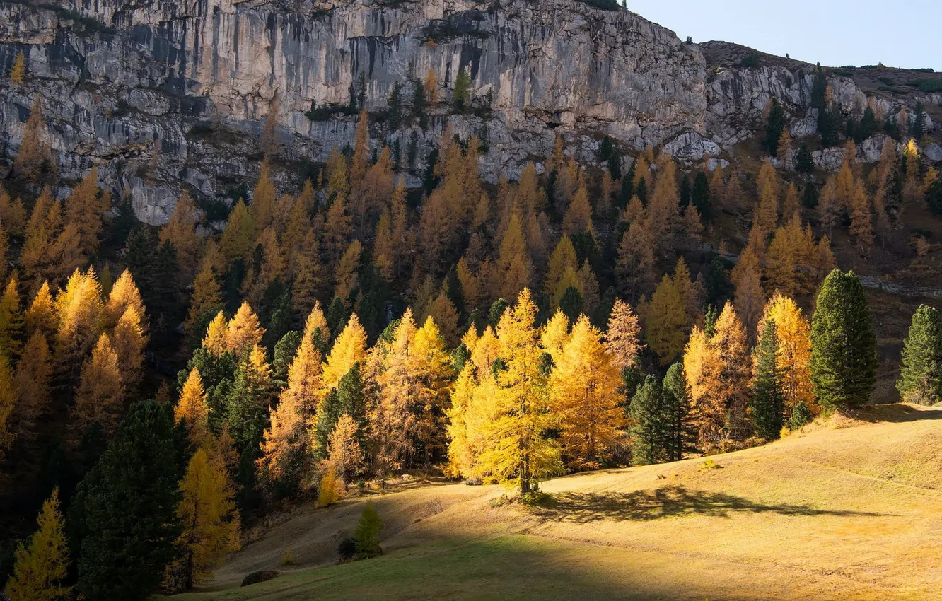 Photo wallpaper autumn, forest, light, mountains, rocks, larch