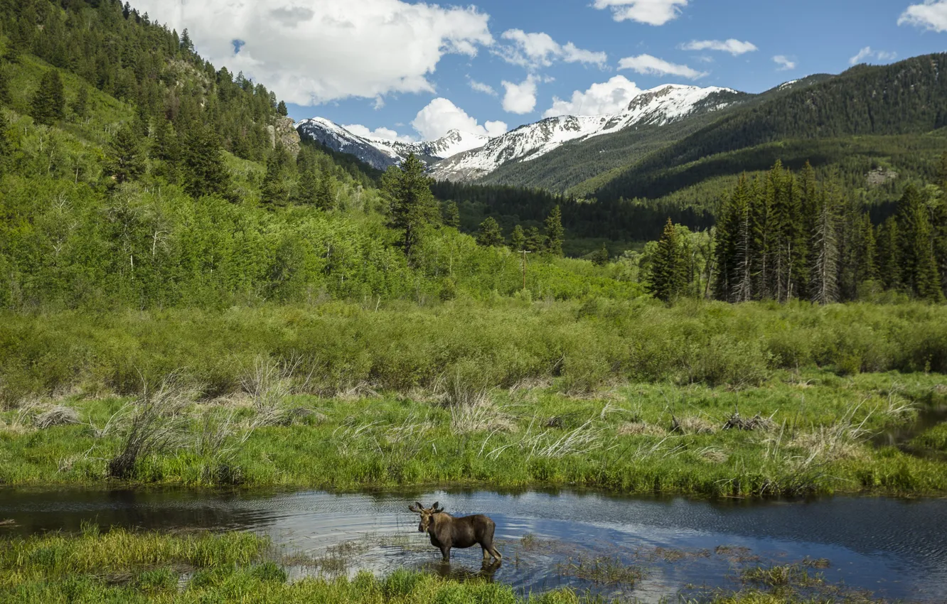 Photo wallpaper greens, forest, summer, the sky, grass, clouds, trees, mountains