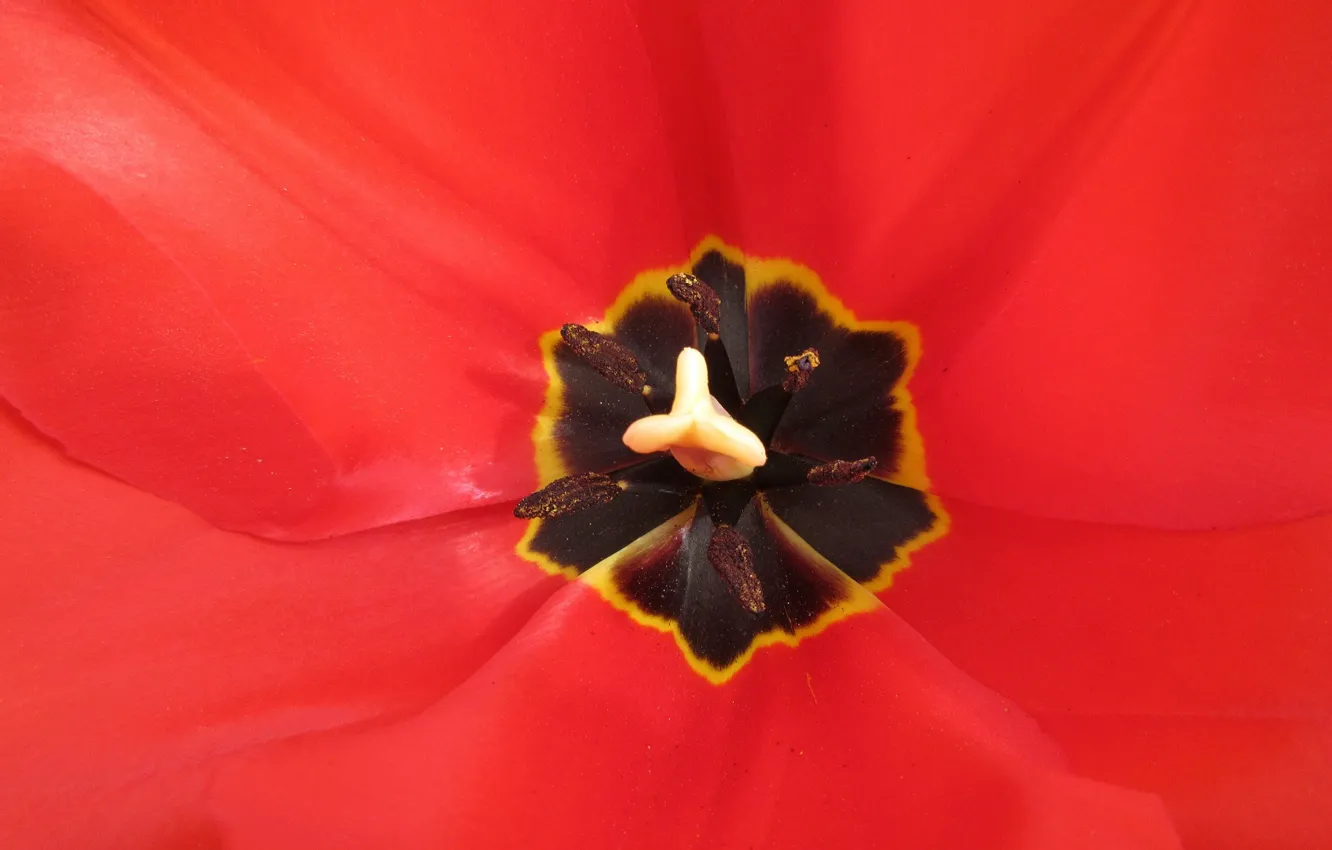 Photo wallpaper macro, April, tulips, spring 2018, Mamala ©