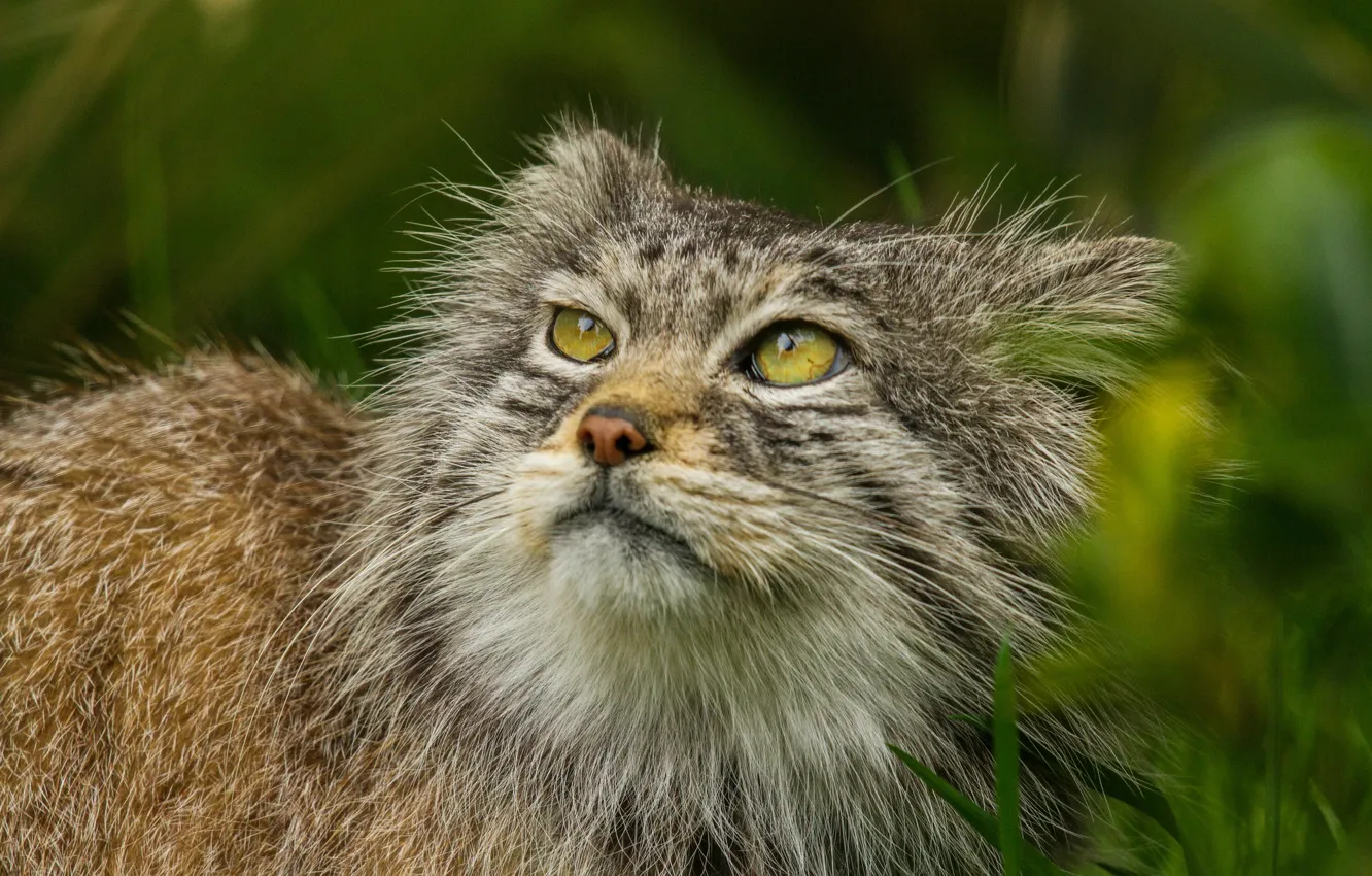 Photo wallpaper cat, look, face, manul