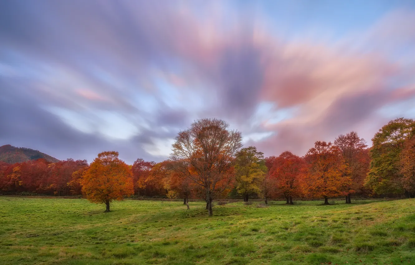 Photo wallpaper autumn, the sky, grass, clouds, trees, glade