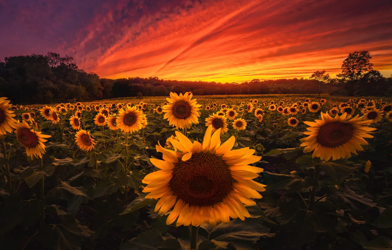 Photo wallpaper field, sunflowers, sunset