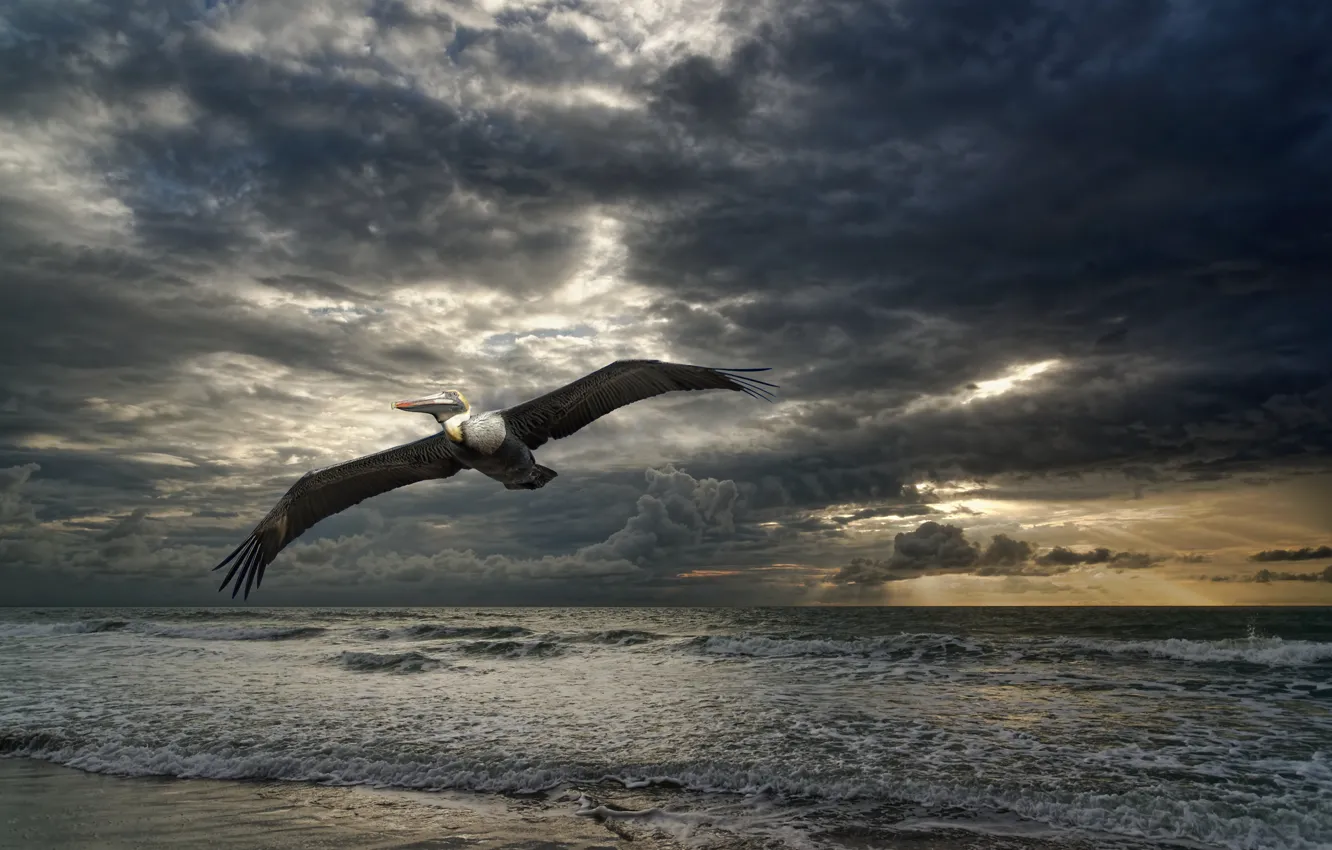 Photo wallpaper sea, nature, bird