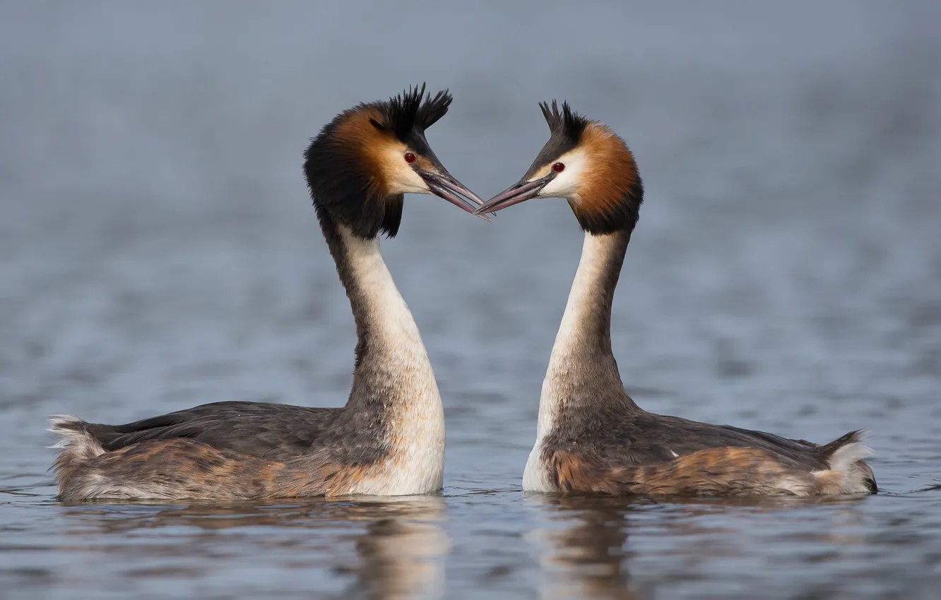 Photo wallpaper lake, bird, pair, The great crested grebe, Great crested grebe