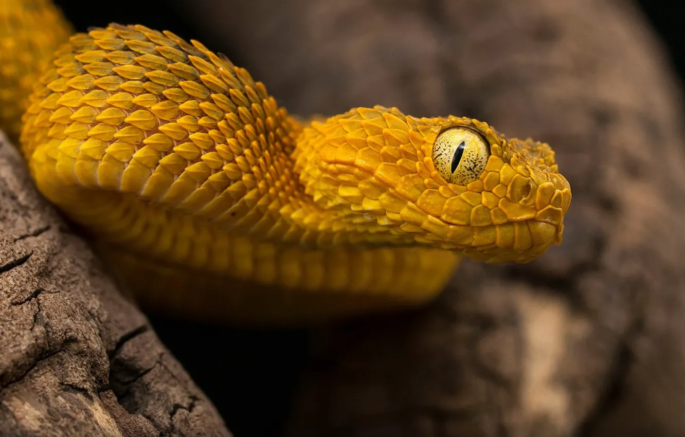 Photo wallpaper Snake, animal, reptile, Atheris Squamigera, Bush Viper Poisonous Species Of Endemic Species To