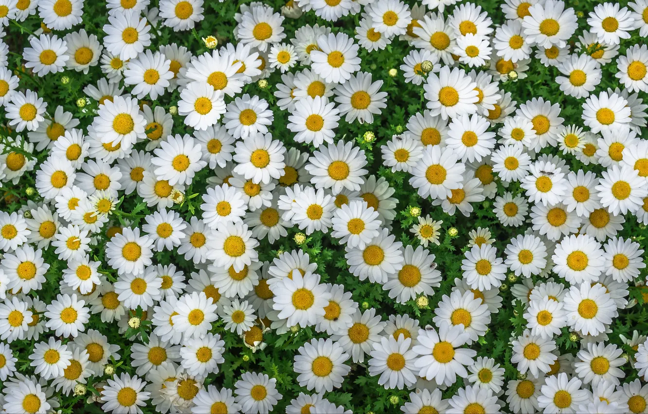 Photo wallpaper summer, grass., Chamomile