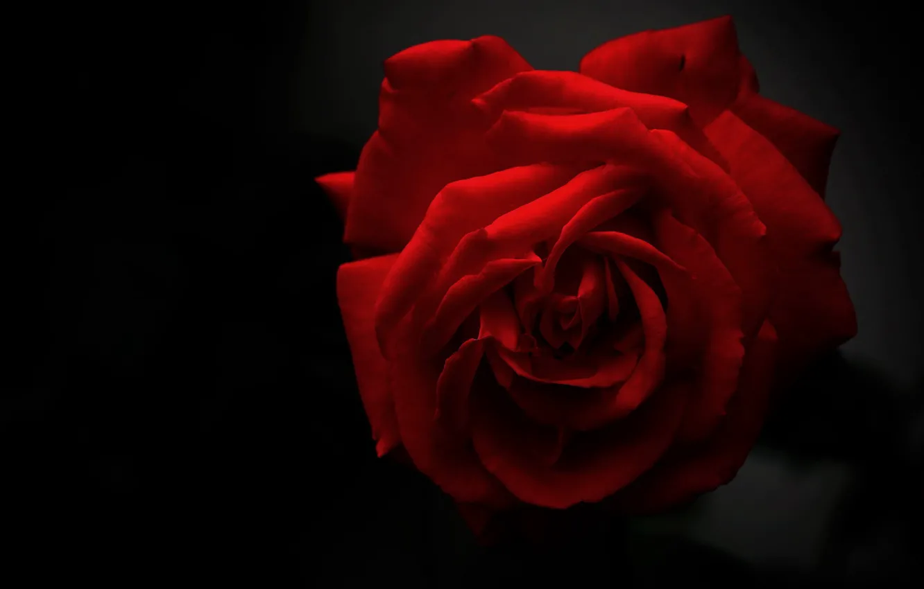 Photo wallpaper red, the dark background, roses