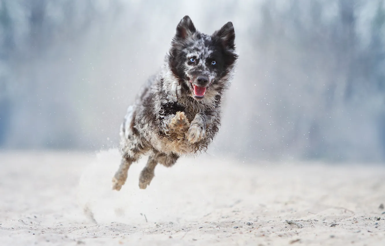 Photo wallpaper jump, dog, running