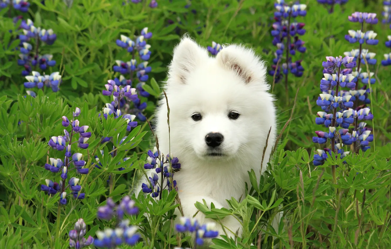 Photo wallpaper look, pose, dog, face, Samoyed