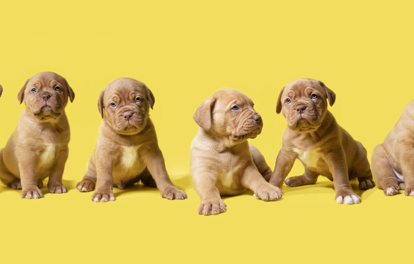 Photo wallpaper look, pose, background, legs, dog, baby, puppy, banner