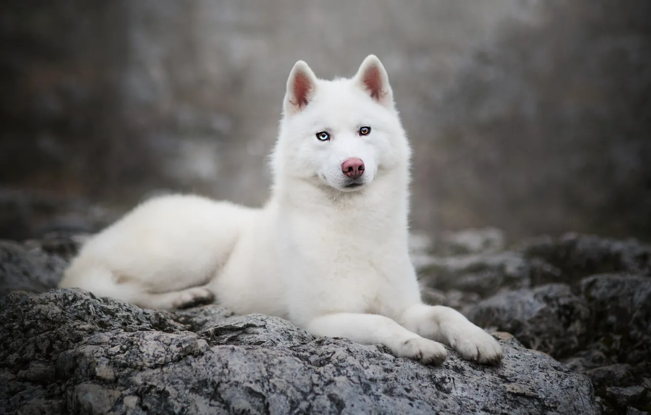 Photo wallpaper white, dog, look, pose, lies, puppy, nature, husky