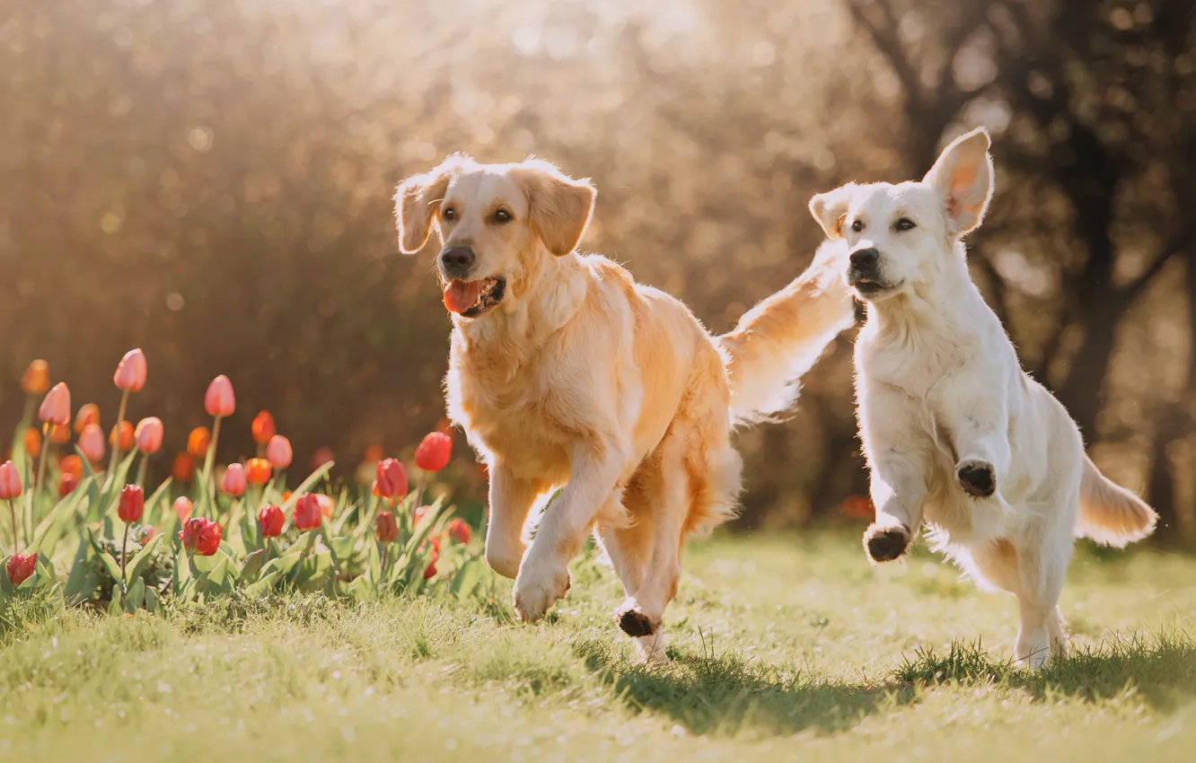 Photo wallpaper Park, light, Retriever, tulips, running, two dogs, spring, dog
