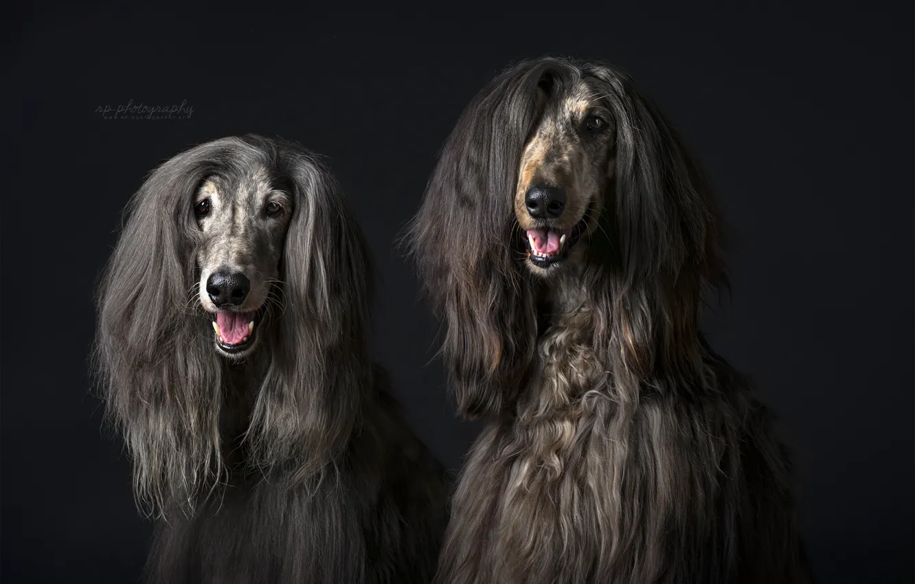 Photo wallpaper look, background, dog