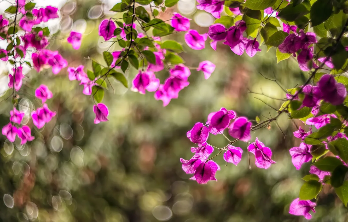 Photo wallpaper light, flowers, branches, nature, background, foliage, blur, pink