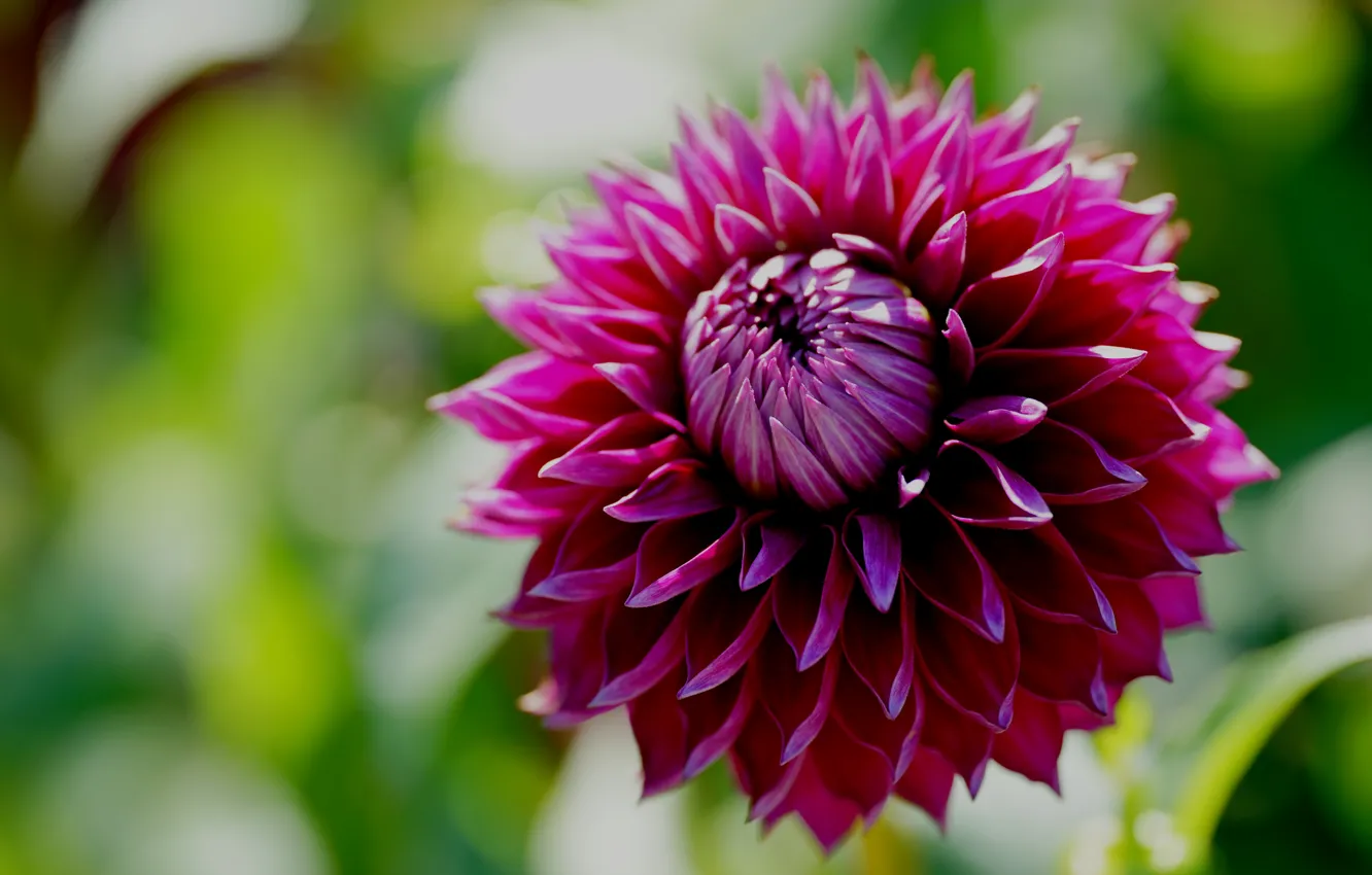 Photo wallpaper macro, flowers, pink, bokeh, dahlias