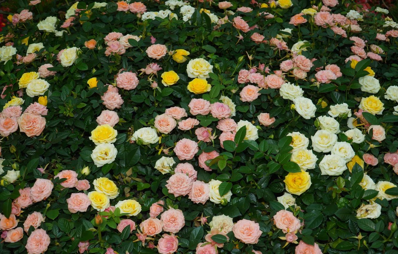 Photo wallpaper leaves, flowers, yellow, roses, garden, pink, white, a lot