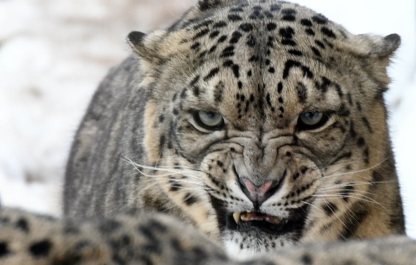 Photo wallpaper look, fangs, snow leopard, roar