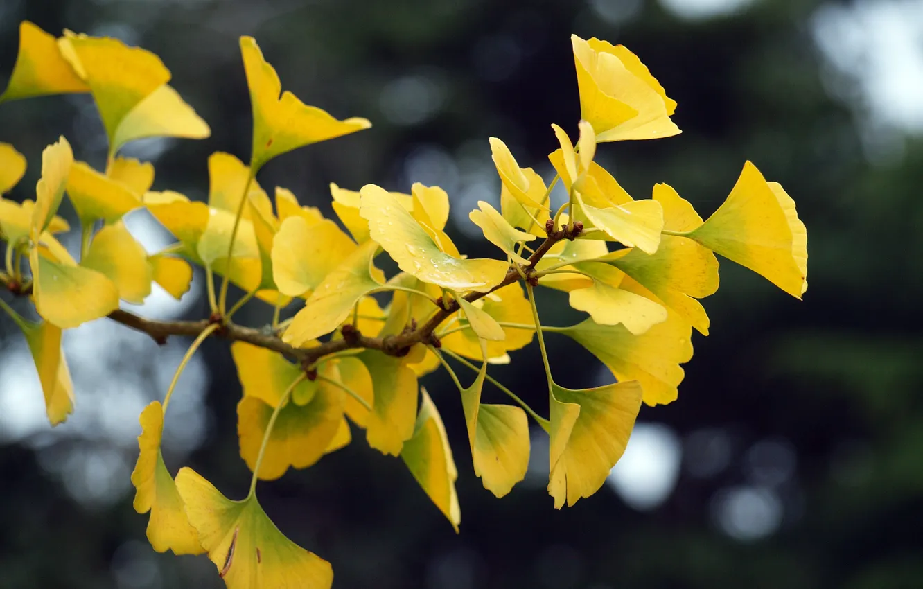 Photo wallpaper leaves, drops, branches, yellow, Ginkgo