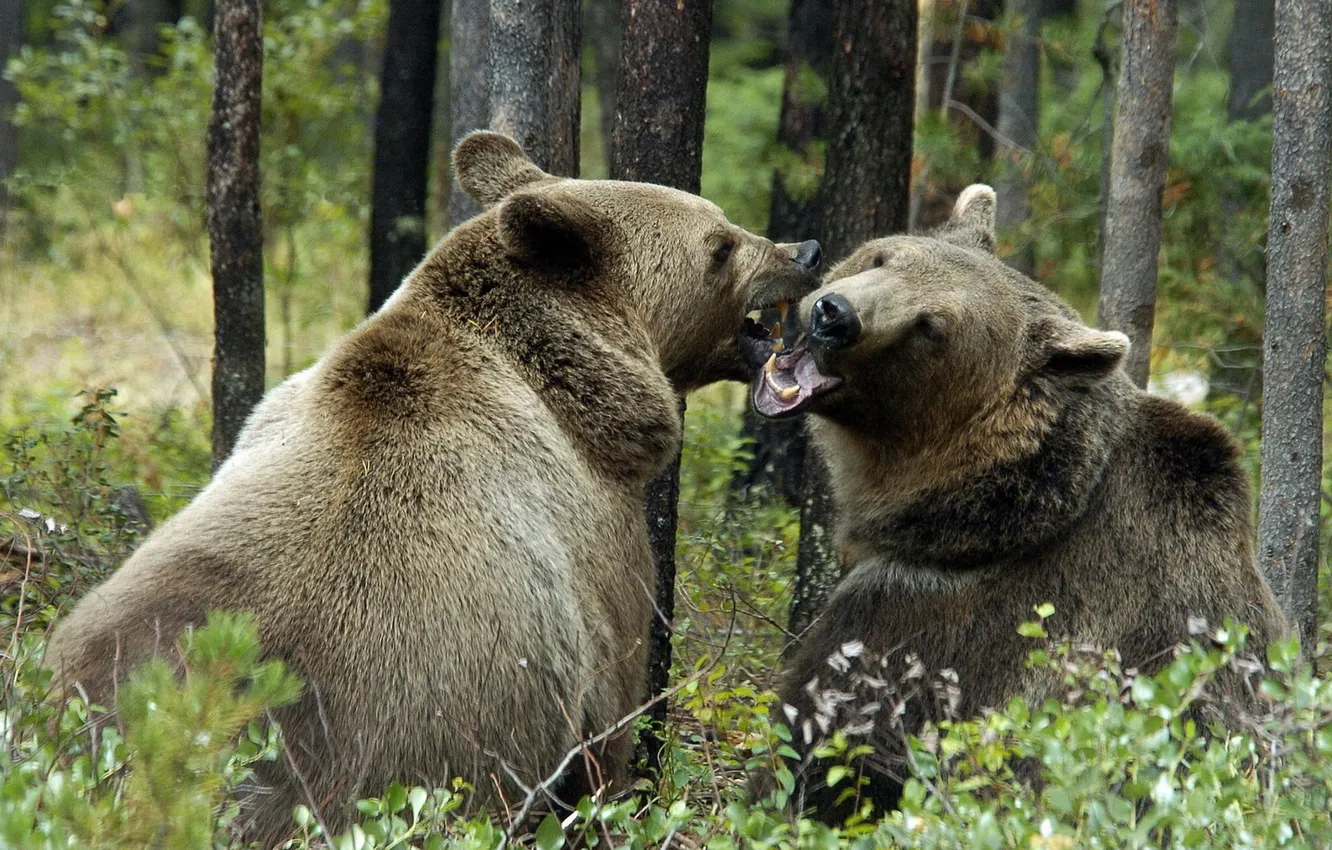 Photo wallpaper forest, trees, bear, mouth, pair, fangs