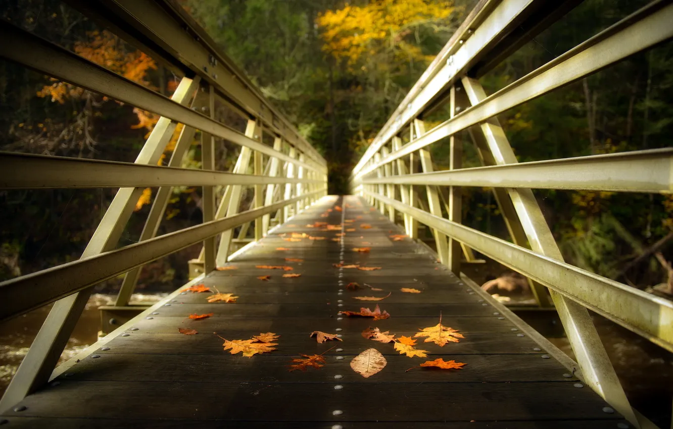 Photo wallpaper leaves, bridge, nature