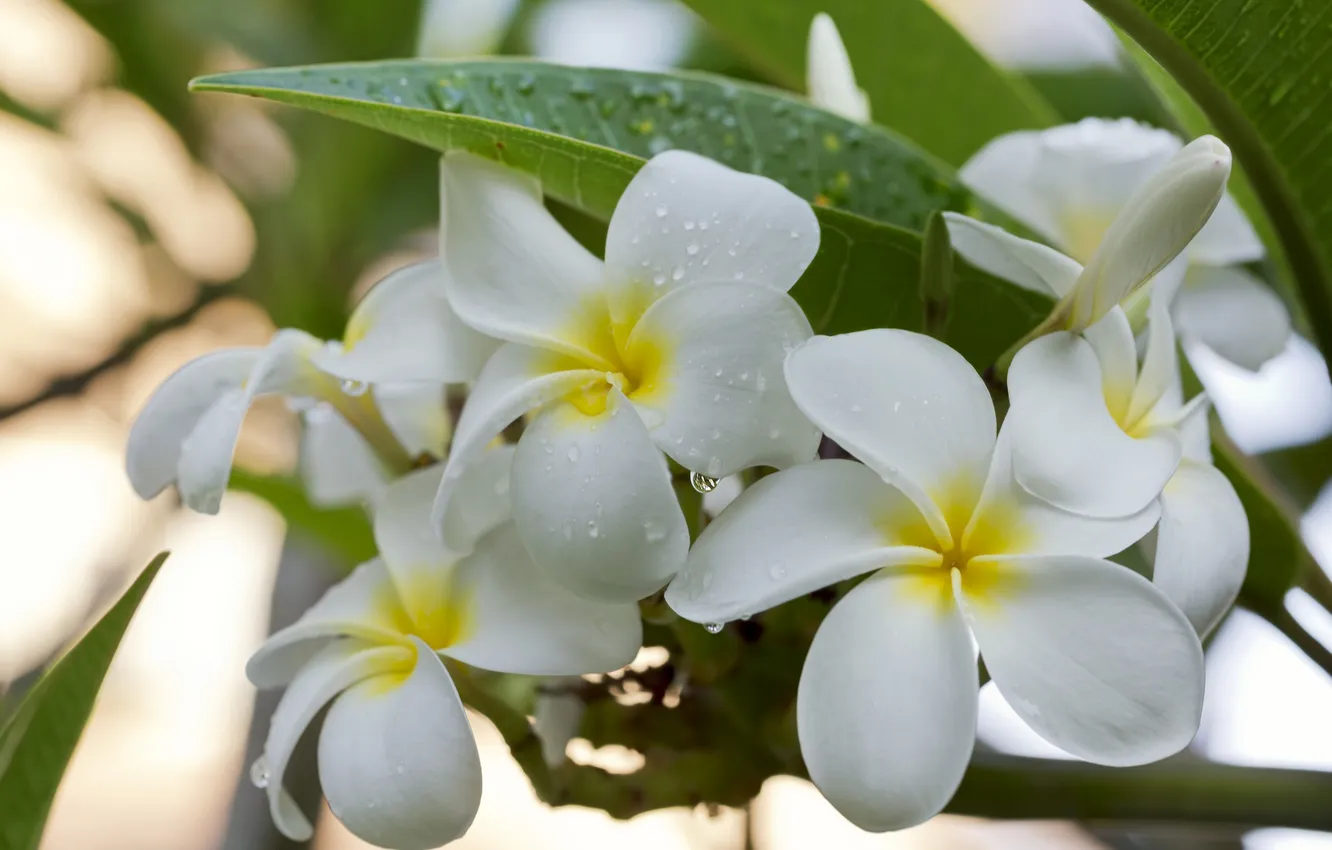Photo wallpaper white, drops, macro, tropics, plumeria