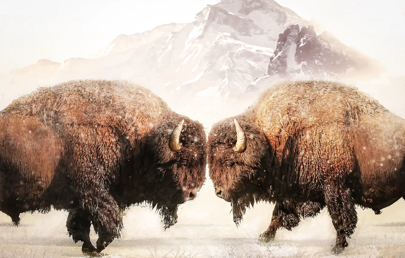 Photo wallpaper mountains, power, Buffalo, bison