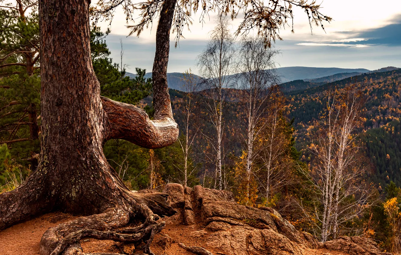 Photo wallpaper forest, tree, branch