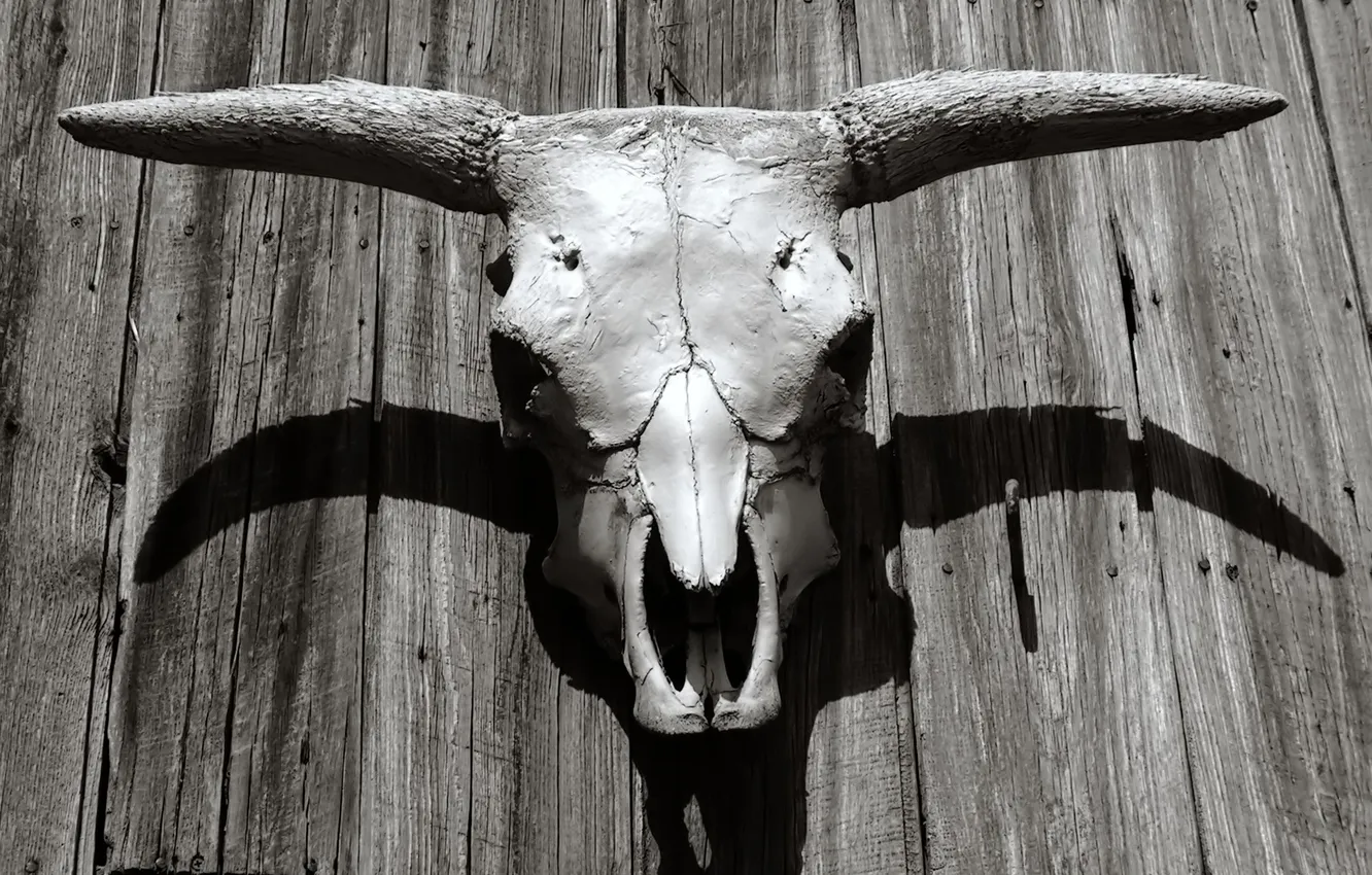 Photo wallpaper skull, bones, horns