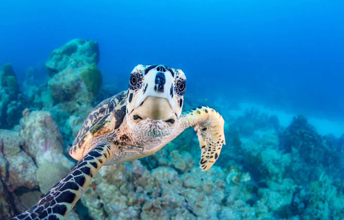 Photo wallpaper water, turtle, looks, under water, reef