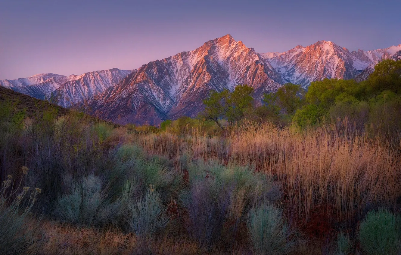 Photo wallpaper mountains, branches, the bushes