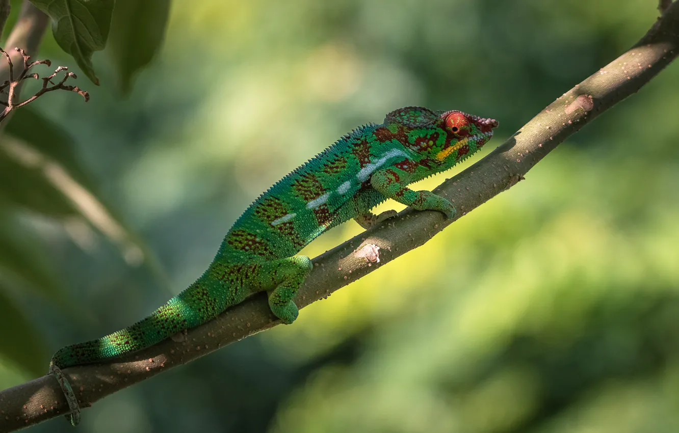 Photo wallpaper light, green, chameleon, background, branch, bokeh, reptile