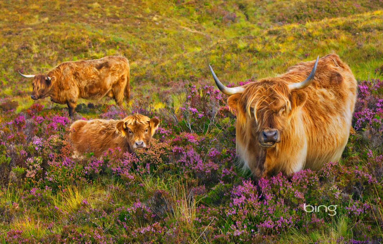 Photo wallpaper cow, Scotland, Isle of Skye, Heather, calf