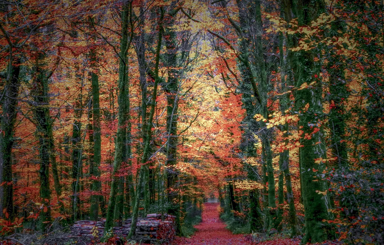 Photo wallpaper autumn, forest, trees