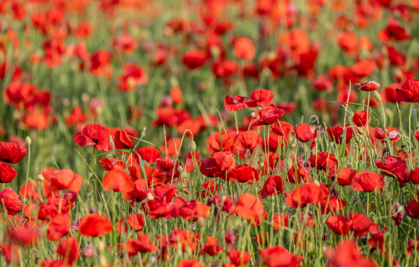 Photo wallpaper red, flowers, a lot, Maki, meadow, poppy field, summer