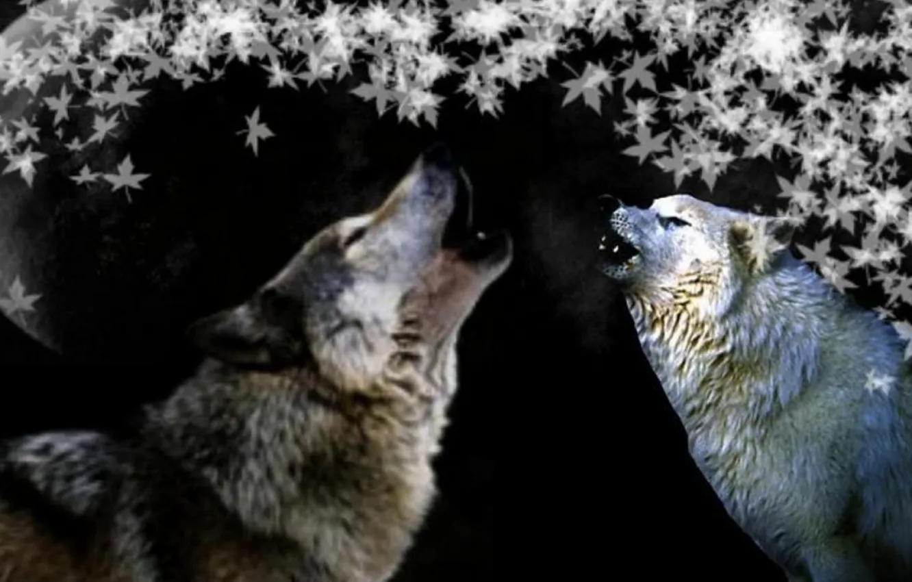 Photo wallpaper Predator, nature, animal, wolf, wildlife, portrait, portrait., Canis lupus. face