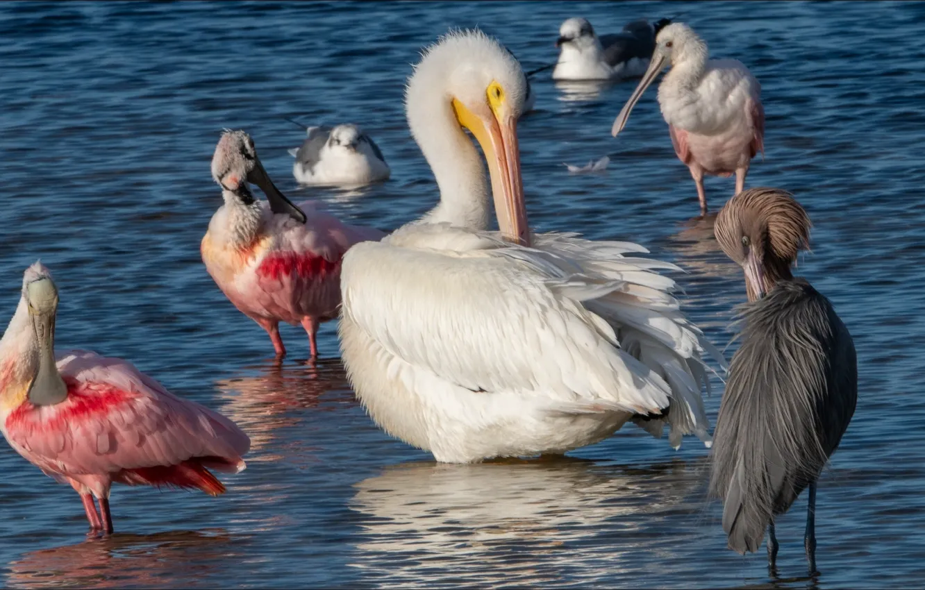 Photo wallpaper animal, bird, nature, animals, birds, nature, Pelican
