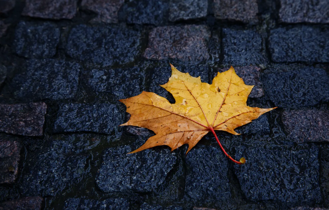 Photo wallpaper yellow, sheet, Autumn, pavers, lies, raindrops