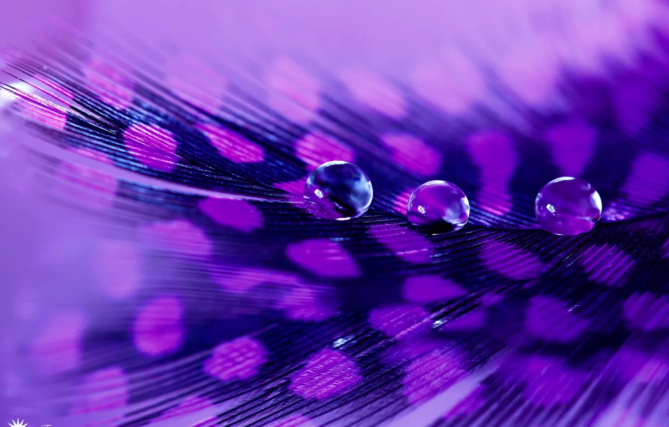 Photo wallpaper drops, feathers, Guinea fowl