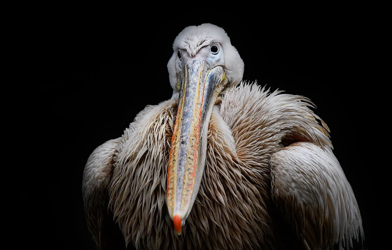 Photo wallpaper background, bird, Pelican