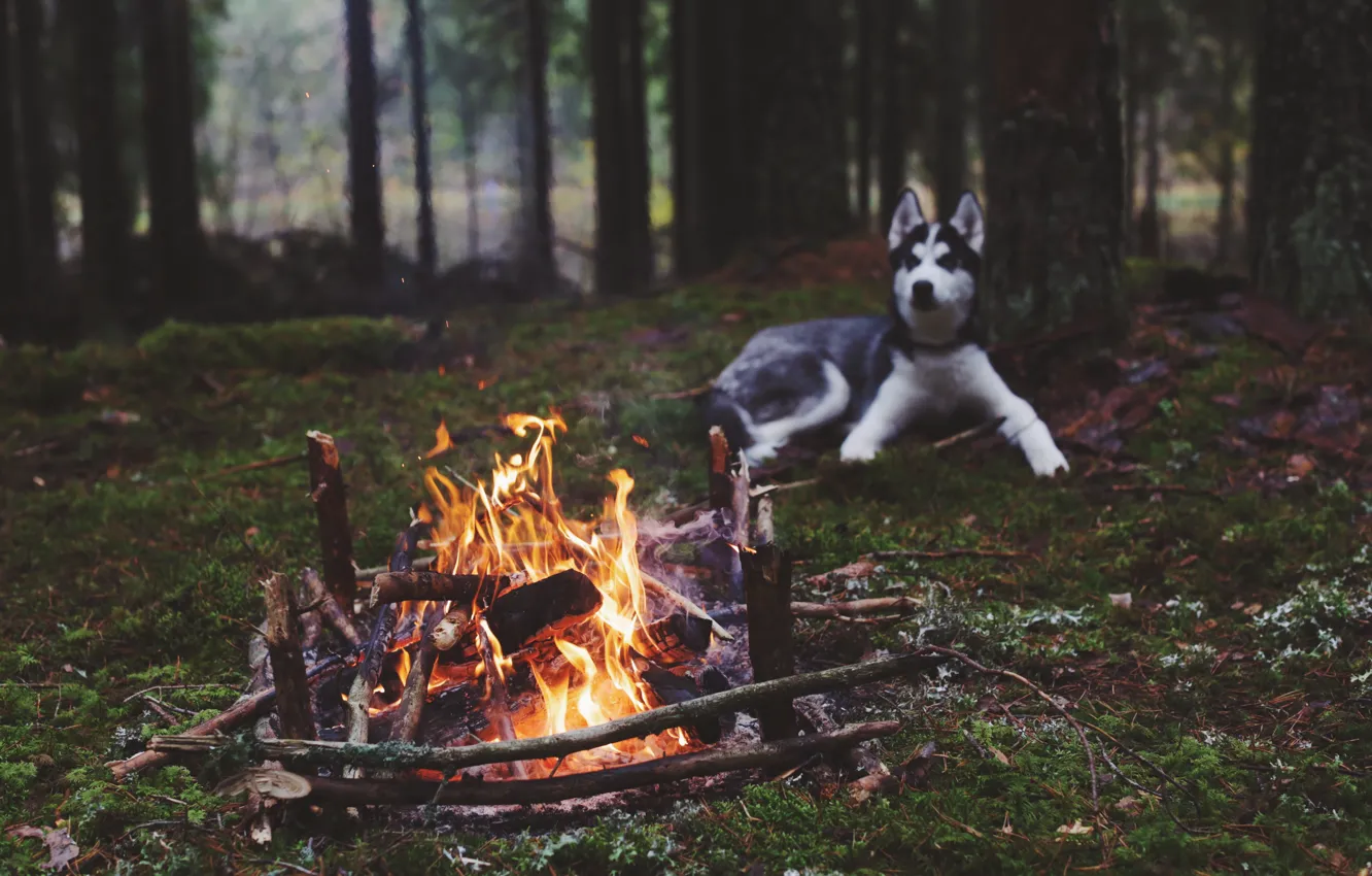 Photo wallpaper forest, lights, dog, the fire, husky