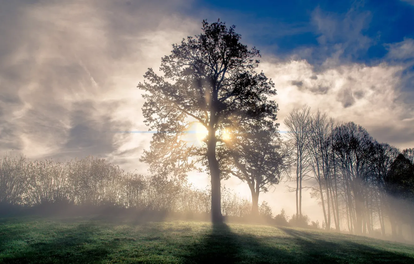Photo wallpaper grass, sky, nature, clouds, tree, sunlight, meadow