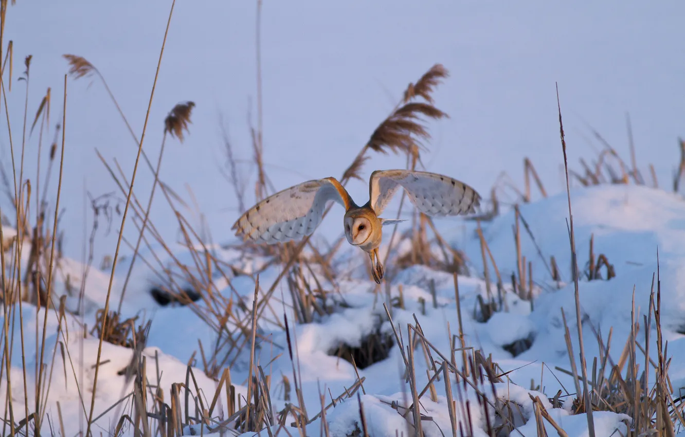 Photo wallpaper winter, field, snow, flight, nature, owl, bird, stem
