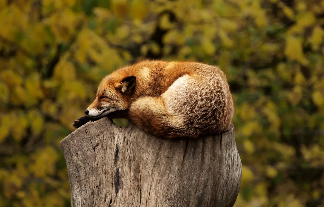 Photo wallpaper animals, stump, Fox, fox, animals, stump