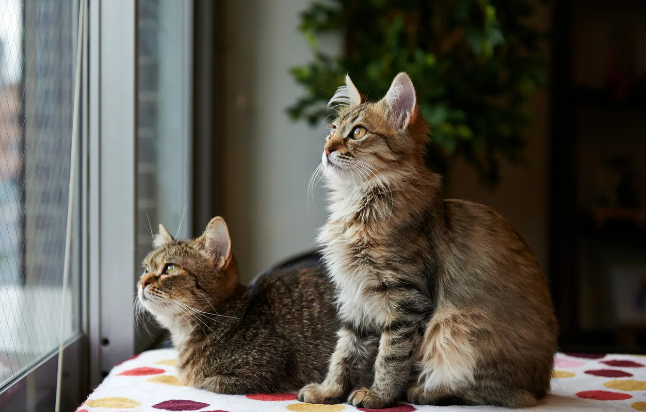 Photo wallpaper cat, cat, room, plant, window, attention