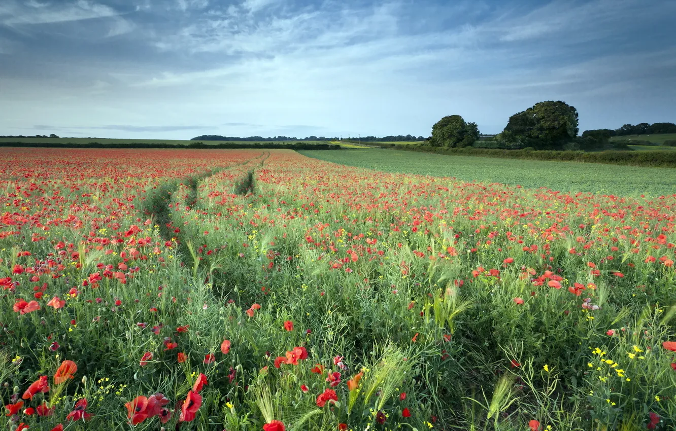 Photo wallpaper field, summer, landscape, Maki